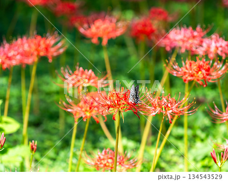 秋の風物詩 華やかに咲いた清楚な彼岸花とアゲハチョウ 秋の風物詩 華やかに咲いた清楚な彼岸花とアゲハチョウ 134543529