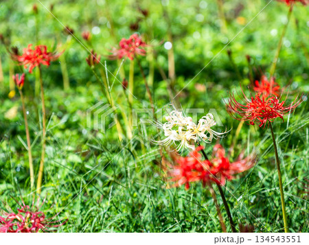 秋の風物詩　華やかに咲いた清楚な彼岸花　紅白 134543551