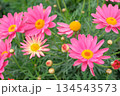 ピンク色のマーガレットの花 134543573