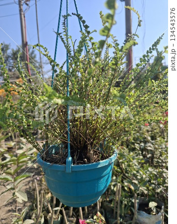 A vibrant green leafy plant fills a bright blue plastic hanging basket 134543576