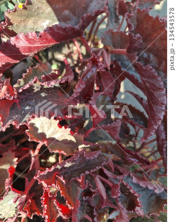 Abstract macro view of overlapping, textured lAbstract macro view of overlapping, textured leaves in striking shades of red, purple, and hinteaves in striking shades of red, purple, and hints of green 134543578
