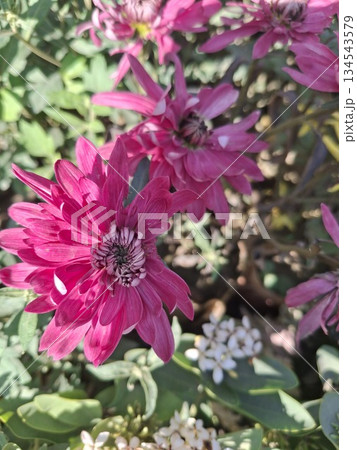 Close-up of bright pink chrysanthemum flowers with detailed petals and a dark center, set against a backdrop of green foliage Close-up of bright pink chrysanthemum flowers with detailed petals and a dark center, set against a backdrop of green foliage 134543579
