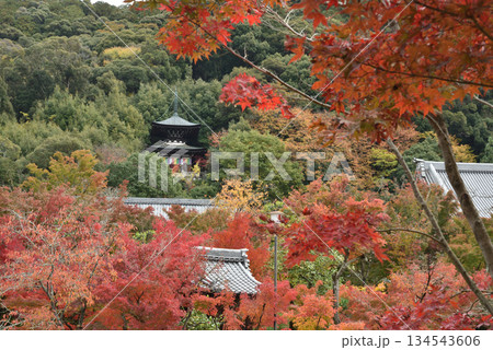 秋の永観堂禅林寺 モミジに囲まれる多宝塔(京都市左京区) 秋の永観堂禅林寺 モミジに囲まれる多宝塔(京都市左京区) 134543606