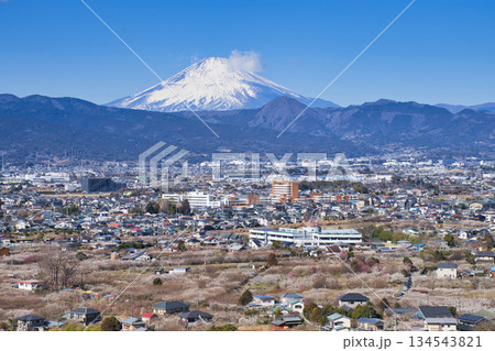 【神奈川県】高台から眺める曽我梅林と富士山 134543821