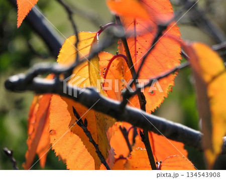 大島桜の紅葉 21 水不足で新たな8月の新芽 大島桜の紅葉 21 水不足で新たな8月の新芽 134543908