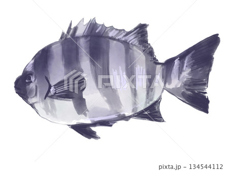 獲れたてで新鮮なシマダイの手描き水彩イラスト 134544112