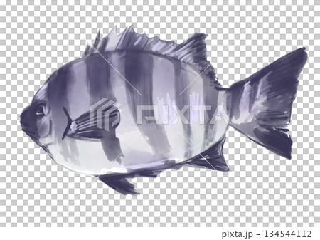 獲れたてで新鮮なシマダイの手描き水彩イラスト 134544112