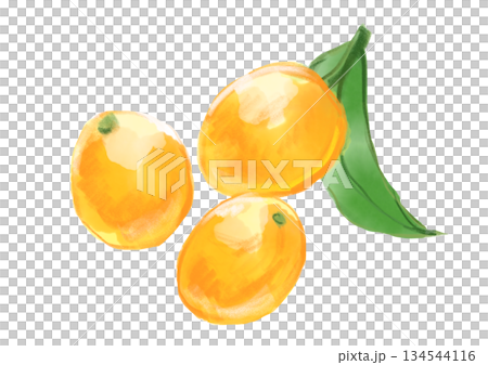 手繪水彩插圖，描繪了一個看起來新鮮美味的橙色金桔。 134544116