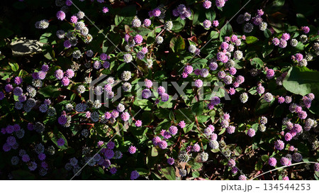 ヒメツルソバ 134544253