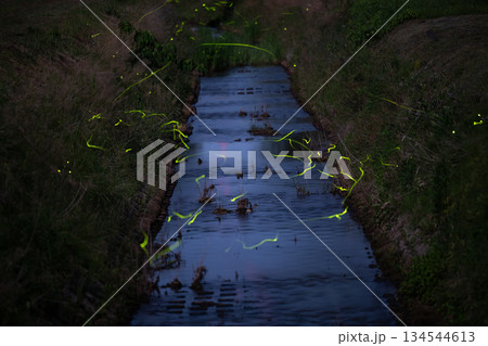 ゲンジボタル 134544613