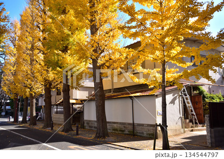 世田谷・成城学園前のいちょう並木 134544797