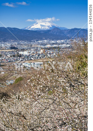 【神奈川県】梅の花と富士山 【神奈川県】梅の花と富士山 134544856