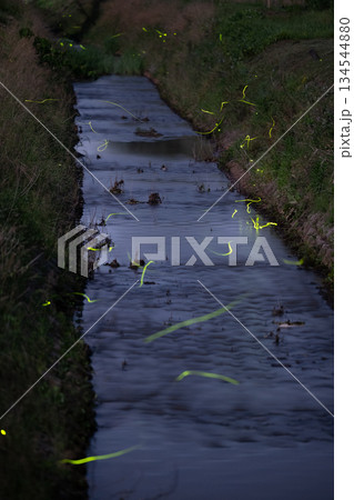 ゲンジボタル 134544880