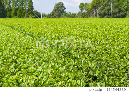 鹿児島 知覧の茶畑 134544889