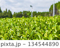 鹿児島 知覧の茶畑 134544890