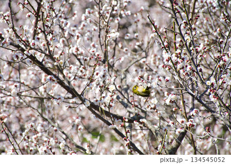 梅の花とメジロ 梅の花とメジロ 134545052