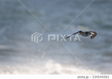 クビワカモメ 134545081