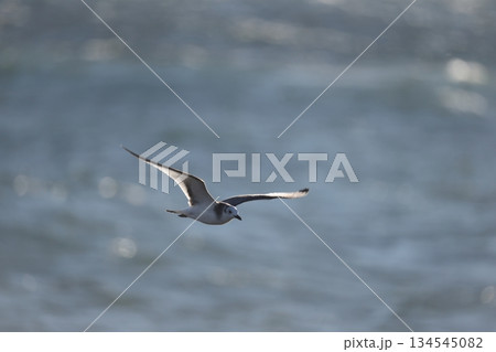 クビワカモメ 134545082