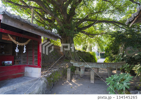桜島の黒神埋没鳥居 134545265