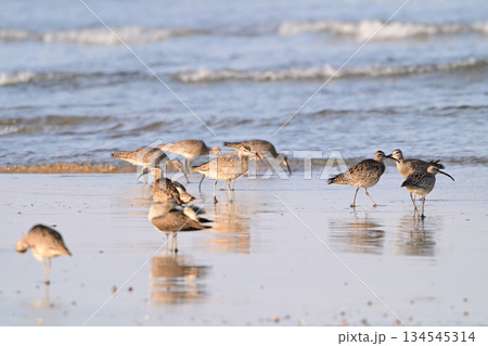 チュウシャクシギ チュウシャクシギ 134545314