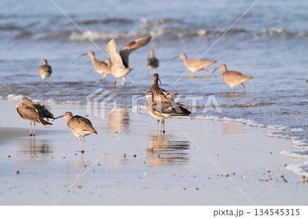 チュウシャクシギ 134545315