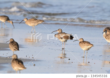 チュウシャクシギ 134545316