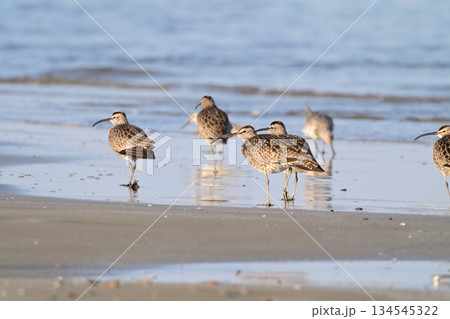 チュウシャクシギ 134545322