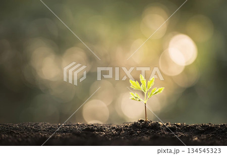 土から芽吹く若葉と柔らかな光とサステナブルな成長イメージ素材背景・自然演出用ビジュアル素材用 134545323