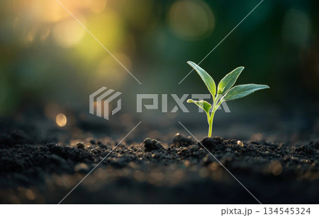 土から芽吹く若葉と柔らかな光とサステナブルな成長イメージ素材背景・自然演出用ビジュアル素材用 土から芽吹く若葉と柔らかな光とサステナブルな成長イメージ素材背景・自然演出用ビジュアル素材用 134545324