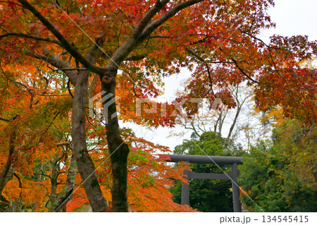 鹿島神宮の紅葉 134545415