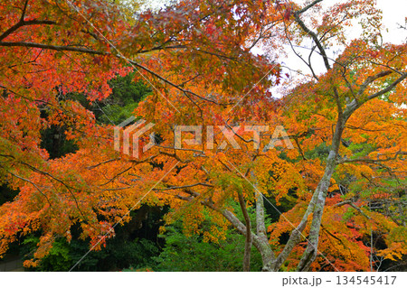 鹿島神宮の紅葉 134545417