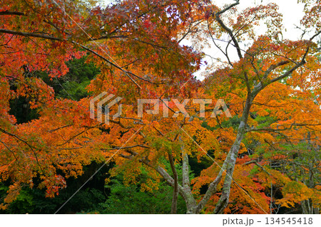 鹿島神宮の紅葉 134545418