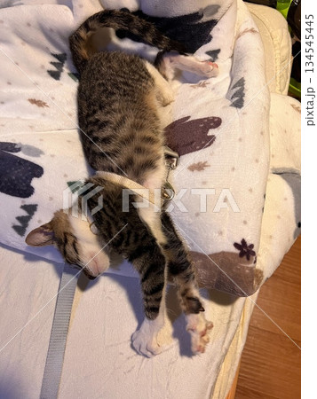 猫 ねこ ネコ 134545445