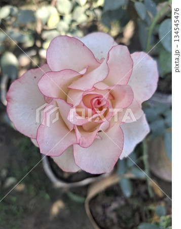 A close-up, top-down view of a light pink rose bloom with darker pink picotee edges 134545476