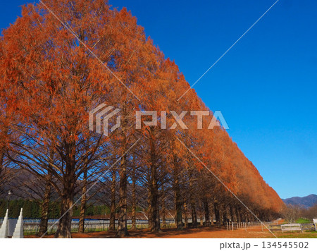 メタセコイヤ並木の紅葉 134545502