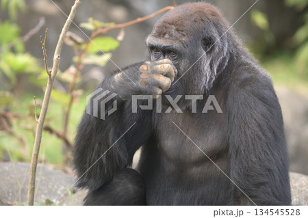 何かを見つめているのか顔を隠すゴリラ 134545528