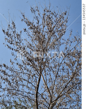 A close-up view of bare tree branches with a few remaining leaves, set against a vibrant, cloudless blue sky 134545537