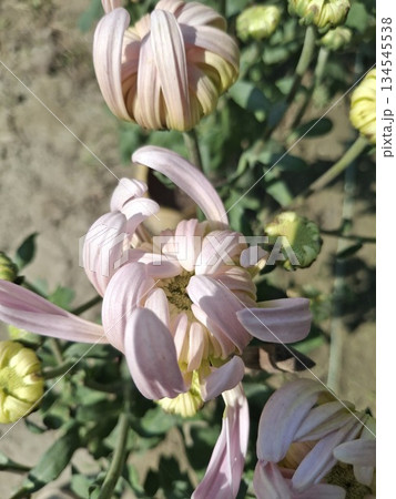 Soft Pink Chrysanthemum Close-Up With Delicate Petals In A Garden Setting For Floral Stock Image 134545538