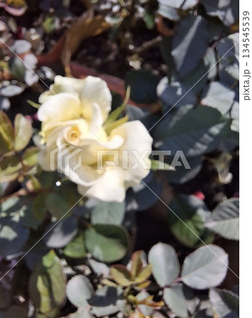 Soft White Rose in Bloom Among Green Foliage for Romantic Garden Photo 134545539