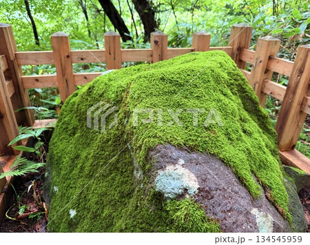 杉並木に囲まれた羽黒山の石段 134545959