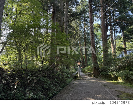 杉並木に囲まれた羽黒山の石段 杉並木に囲まれた羽黒山の石段 134545978