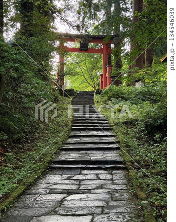 杉並木に囲まれた羽黒山の石段 134546039