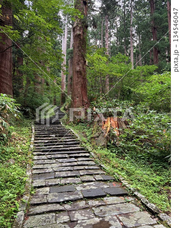 杉並木に囲まれた羽黒山の石段 杉並木に囲まれた羽黒山の石段 134546047