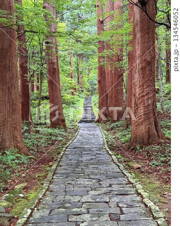 杉並木に囲まれた羽黒山の石段 134546052