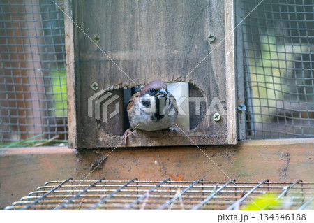 冬の庭のふっくらとした可愛いスズメ 冬の庭のふっくらとした可愛いスズメ 134546188