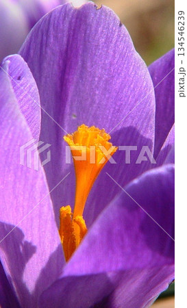 カラフルなクロッカスの花 花3月クロッカス17V9.16 カラフルなクロッカスの花 花3月クロッカス17V9.16 134546239