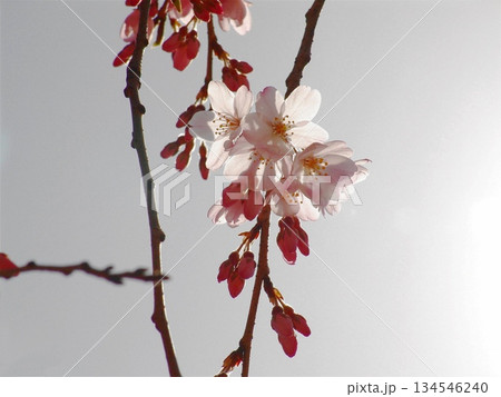 逆光に透ける桜の花　花3月サクラ・オオカンザクラ(大寒桜)03 134546240