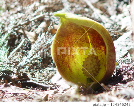 逆光に透けるザゼンソウの花　花3月ザゼンソウ(座禅草)20 134546242