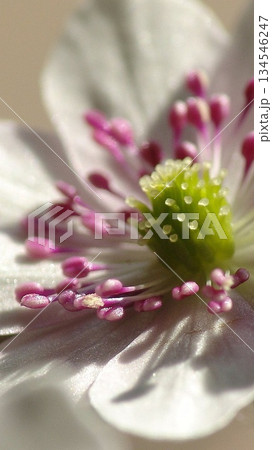 春の訪れを告げる雪割草　花3月ユキワリソウ(雪割草)14V9.16 134546247