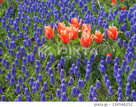 チューリップとムスカリの花畑　花4月チューリップ46 134546252